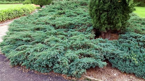 Blue Rug Juniper Ground Cover Evergreen Shrubs q7