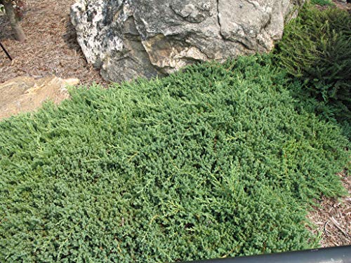 Dwarf Japanese Garden Juniper 3 Live Gallon Plants a7