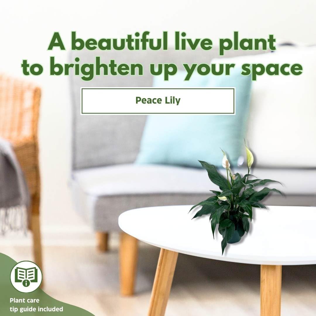 Peace Lily in 4 Inch Pot Spathiphyllum Wallisii White Sails a7