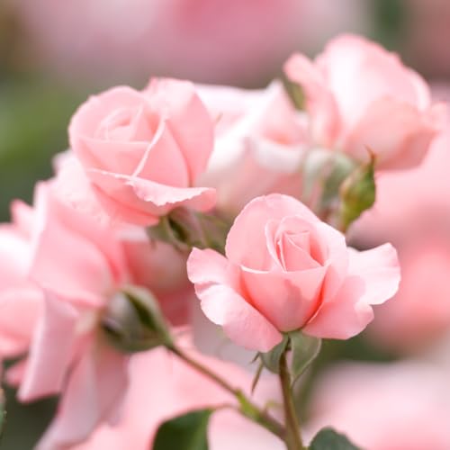 Pink Climbing Rose Live Starter Plants Outdoor Planting A7