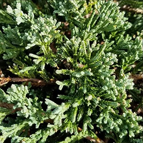 Blue Rug Juniper Evergreen Ground Cover Shrub 6-Pack k7