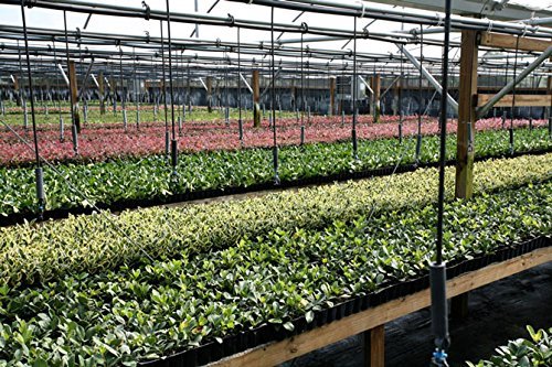 Juniper Blue Pacific Live Plants 2" Pot Evergreen Ground Cover k7