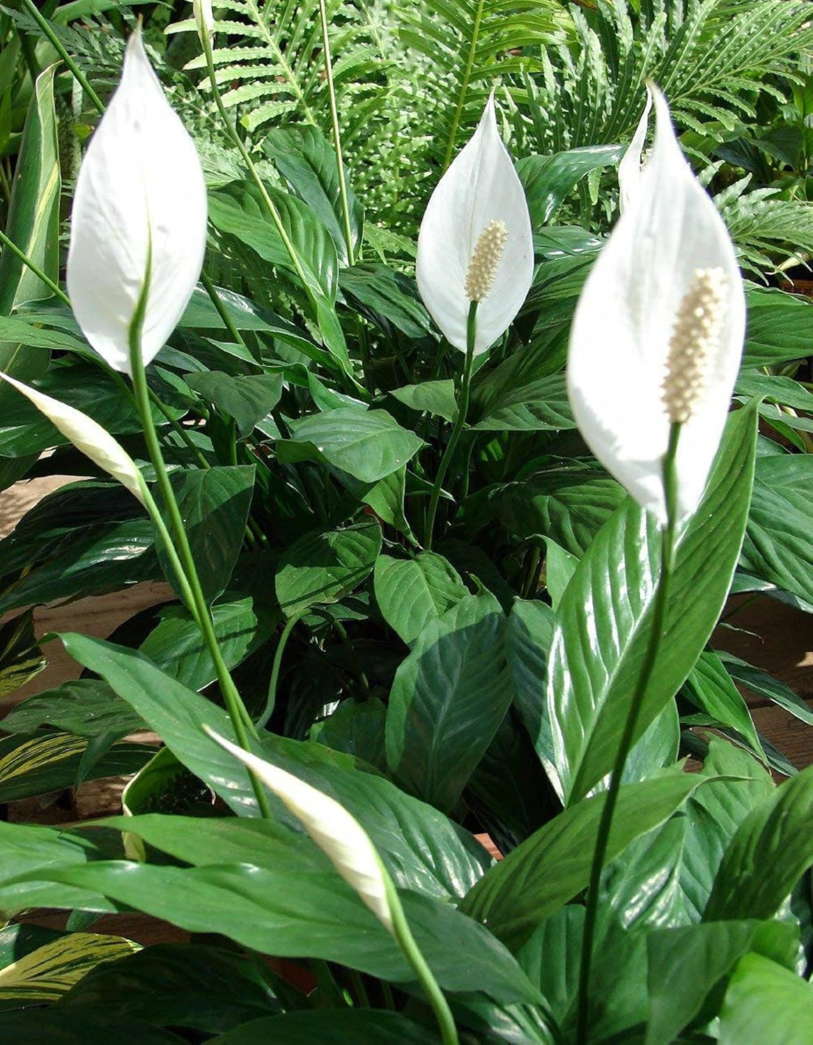 Peace Lily Plant Spathyphyllium Great House Plant 8" Pot