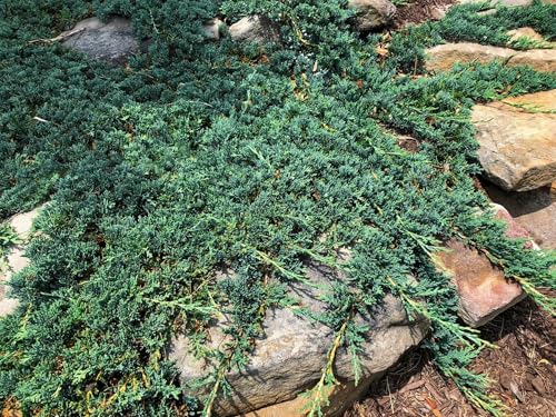 Blue Rug Juniper Ground Cover Evergreen Shrubs q7