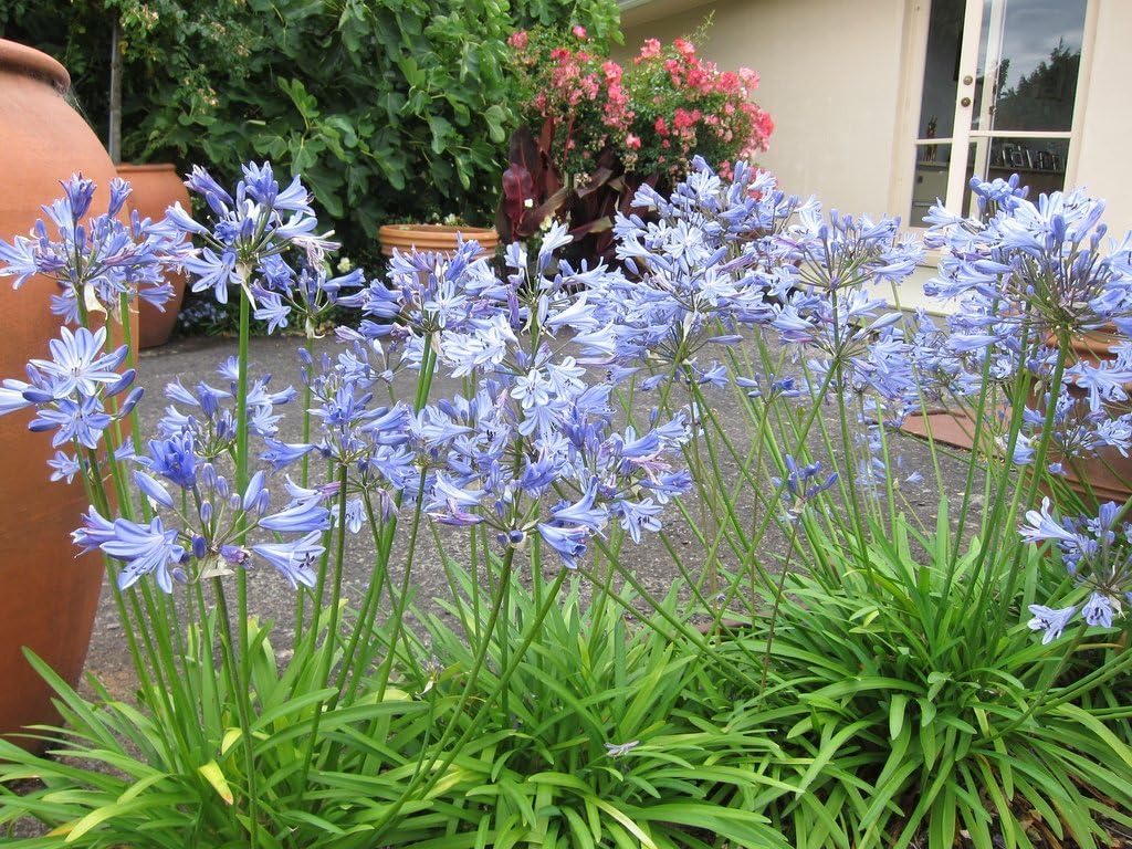 Agapanthus Lily of the Nile - 30 Live Plants a7