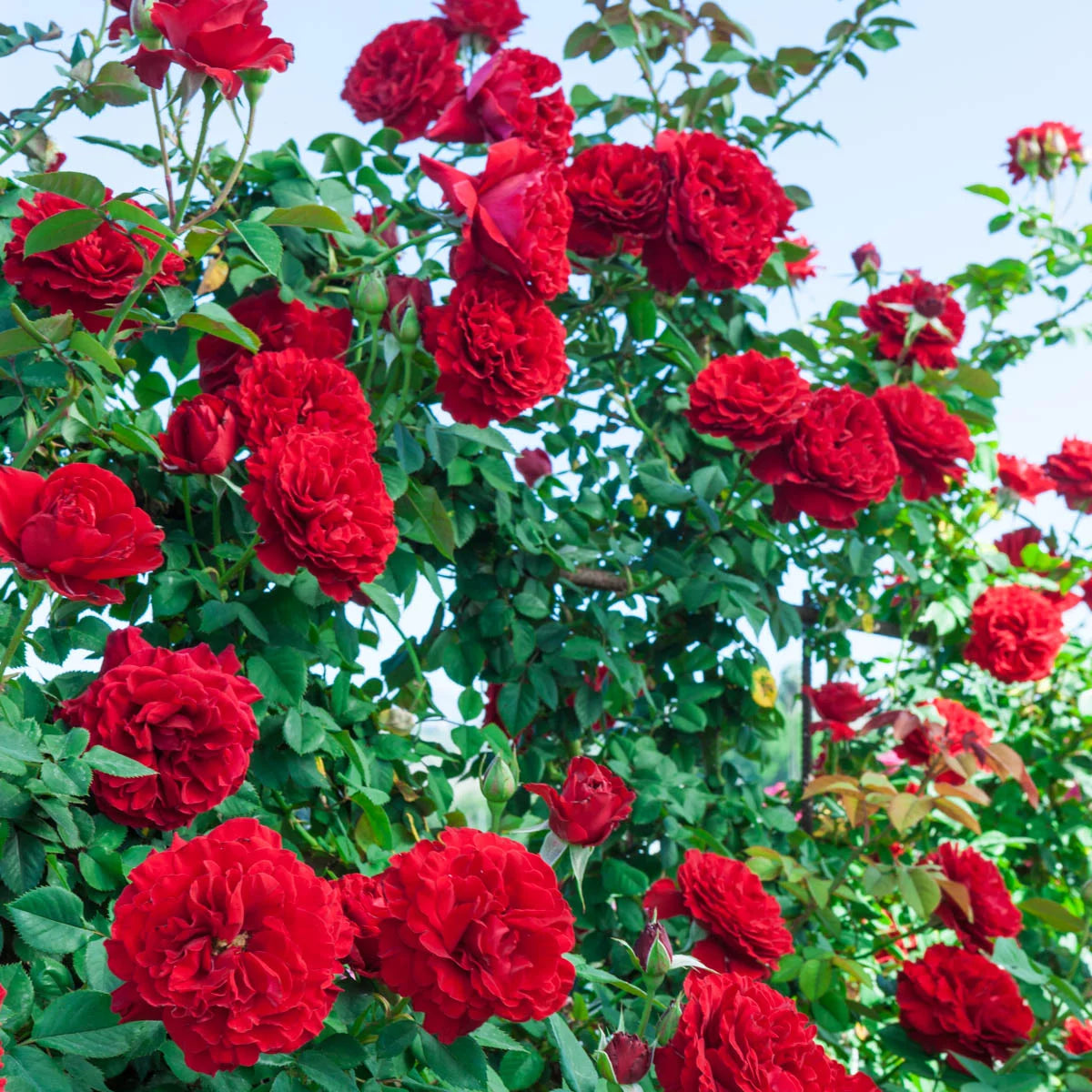 Climbing Rose Bare Root Plant 1-Pack k7
