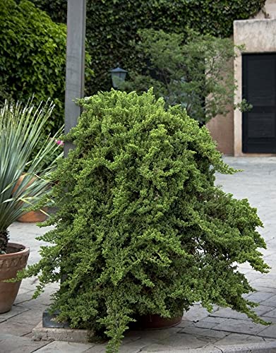 Dwarf Japanese Garden Juniper 3 Live Gallon Plants a7