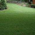 Outsidepride 5 lb. SPF-30 Heat & Drought Tolerant Hybrid Bluegrass Lawn Grass Seed