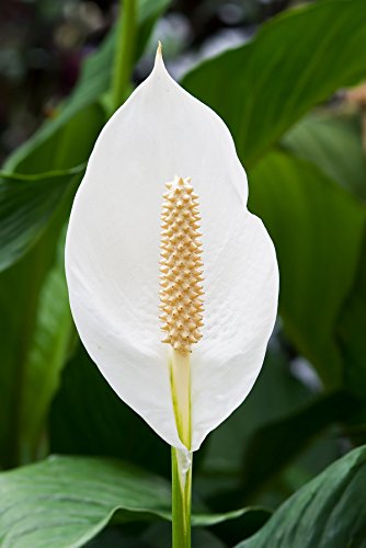 Peace Lily Live Plants in 6 Inch Pots Indoor Houseplant k7