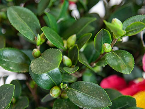 Camellia Sasanqua Evergreen Shrub 3 Gal k7