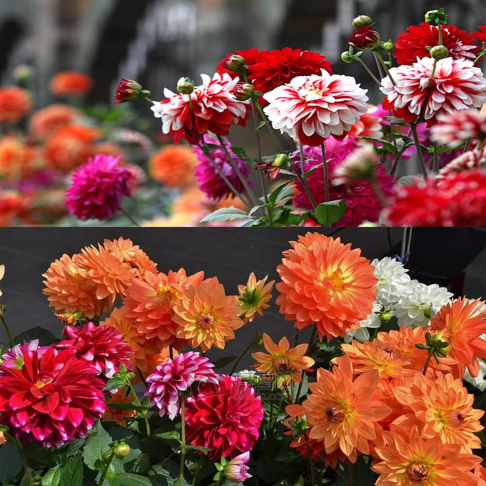 Dahlia Bulbs Mix for Outdoor Planting Summer Fall A7