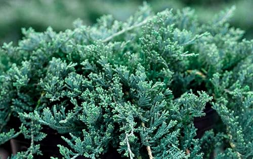 Blue Rug Juniper Ground Cover Evergreen Shrubs q7