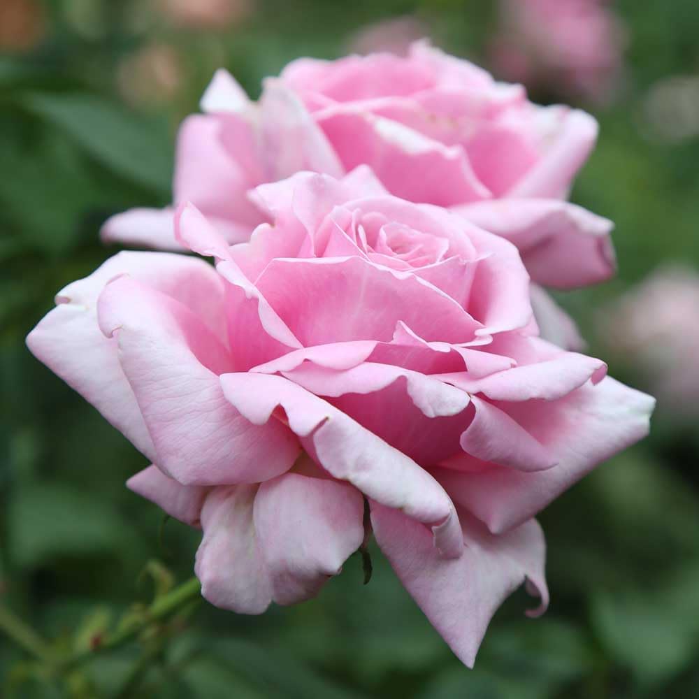 Hybrid Tea Rose Plant for Outdoor Planting k7