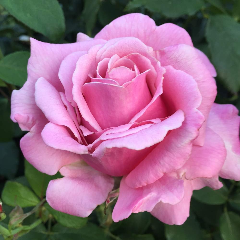 Hybrid Tea Rose Plant for Outdoor Planting k7