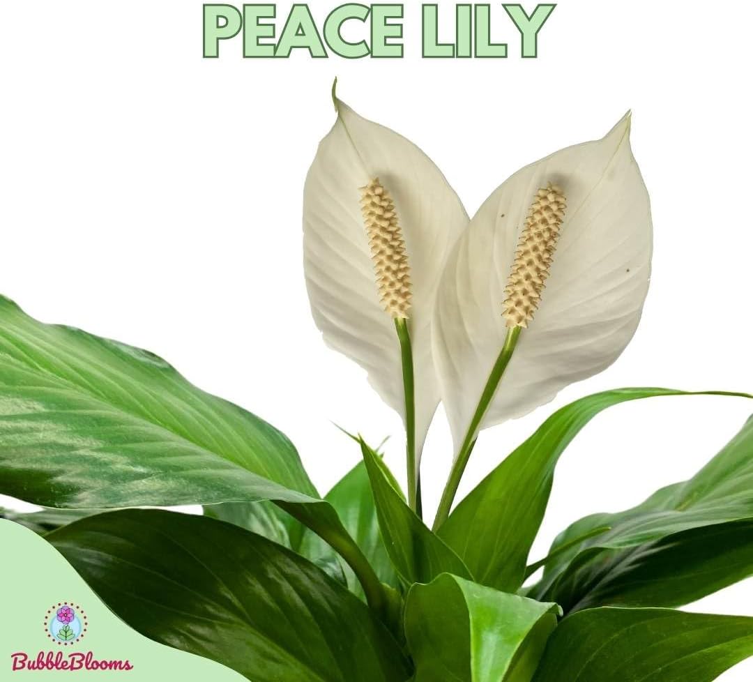 Peace Lily in 4 Inch Pot Spathiphyllum Wallisii White Sails a7