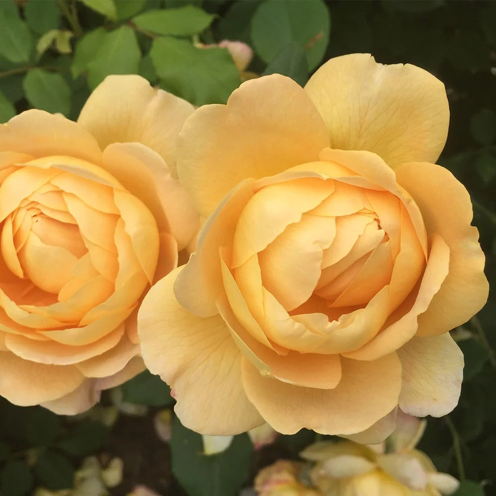 Heirloom Roses Rose Bush - The Golden Celebration&reg; David Austin Plant , Live Fragrant Plants For Outdoors , Yellow Own Root Bushes For Planting , One Gallon Potted Outdoor Flower