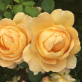 Heirloom Roses Rose Bush - The Golden Celebration&reg; David Austin Plant , Live Fragrant Plants For Outdoors , Yellow Own Root Bushes For Planting , One Gallon Potted Outdoor Flower