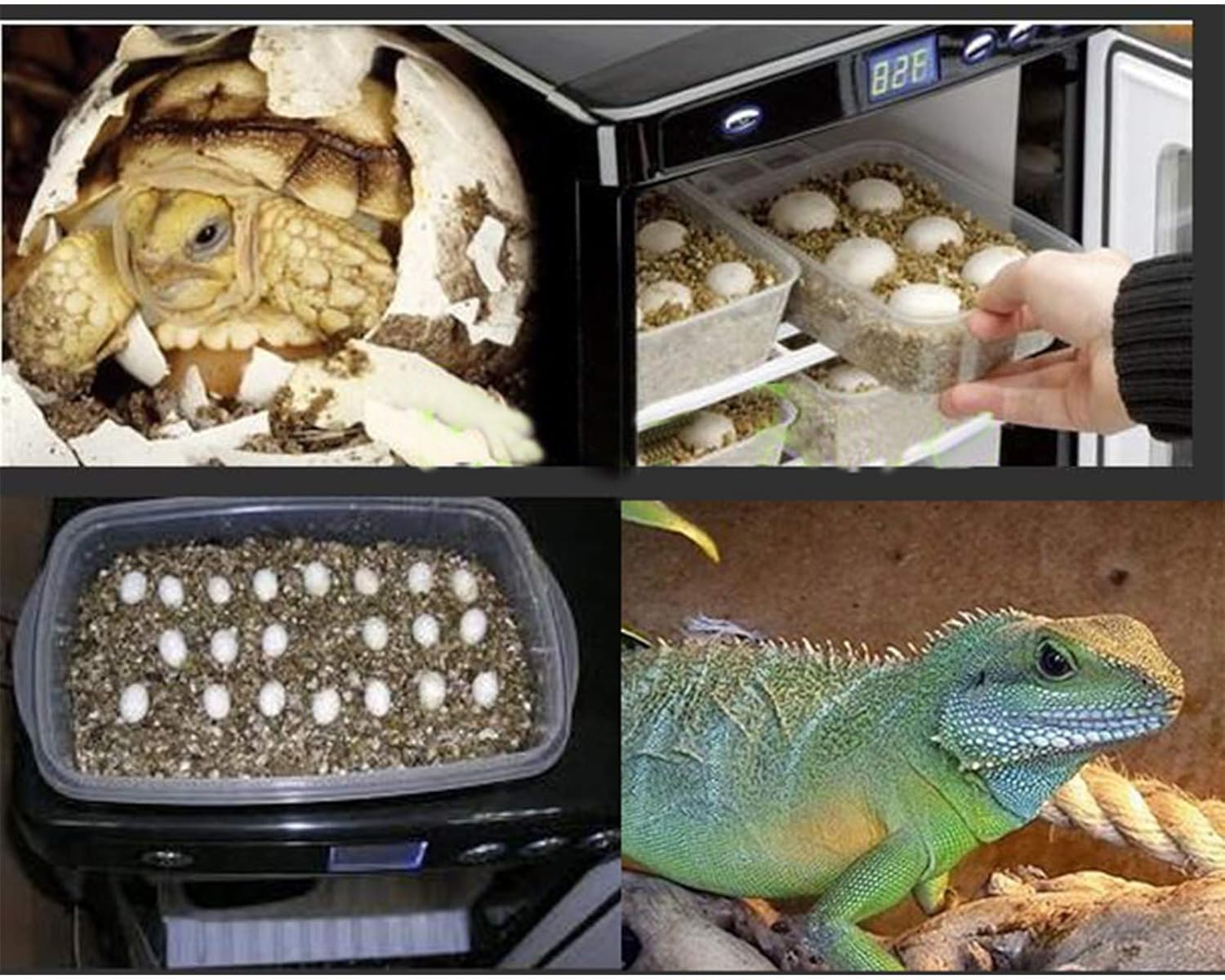Reptile Egg Incubator 25L Digital Portable 5-60°C a7