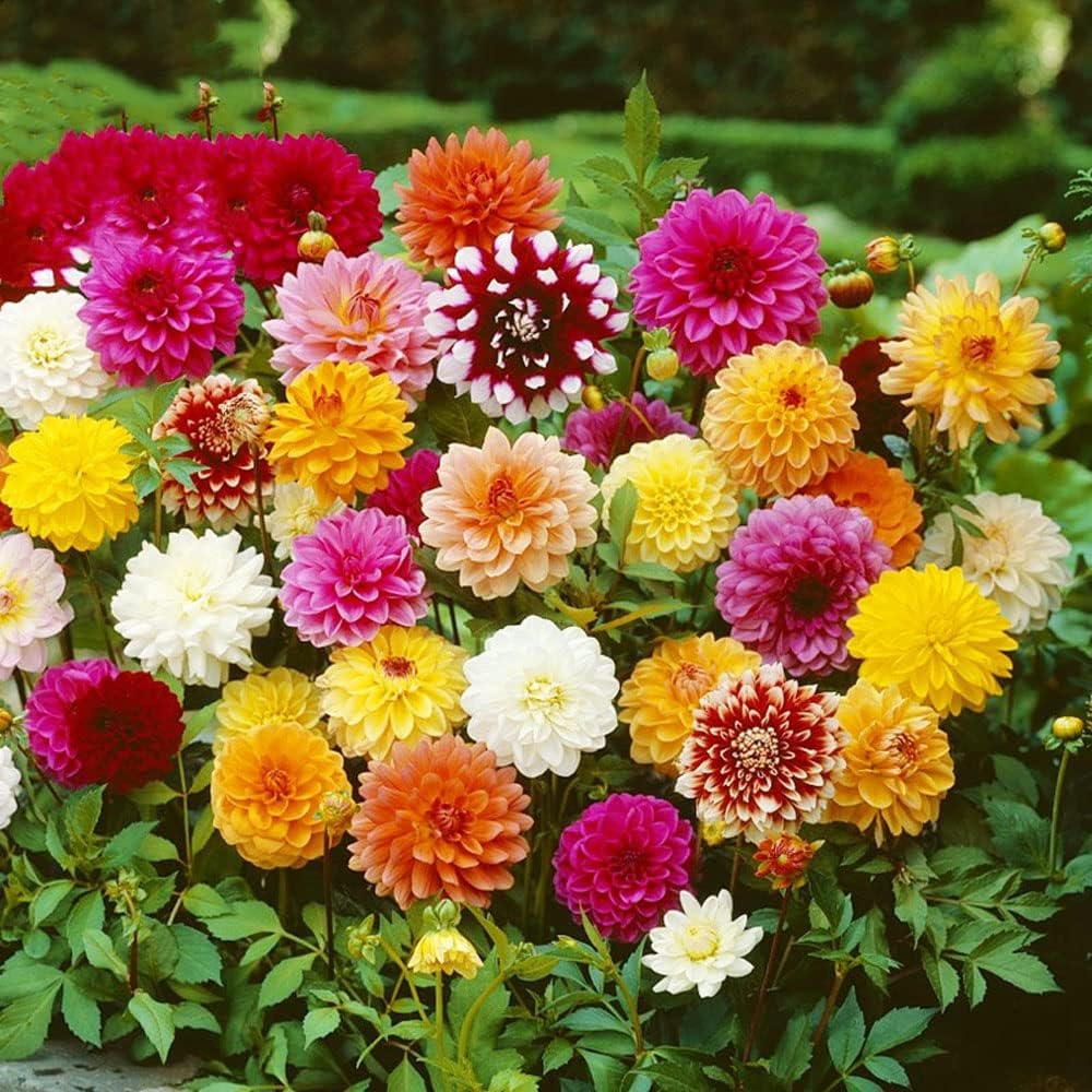Dahlia Bulbs Mix for Outdoor Planting Summer Fall A7