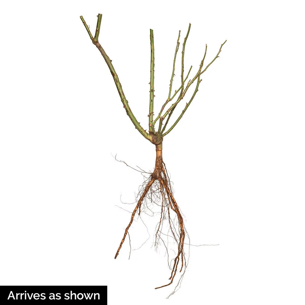 Climbing Rose Bare Root Plant 1-Pack k7