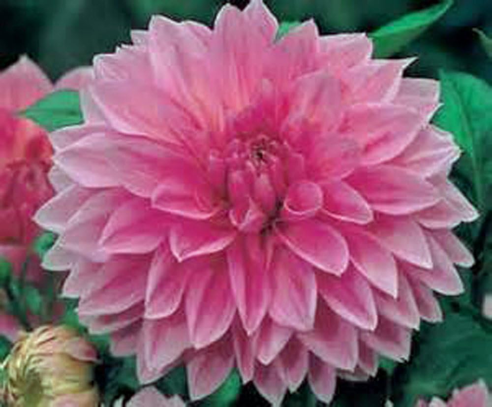 Dinnerplate Dahlia Bulbs, Pack of 10, Easy to Grow k7