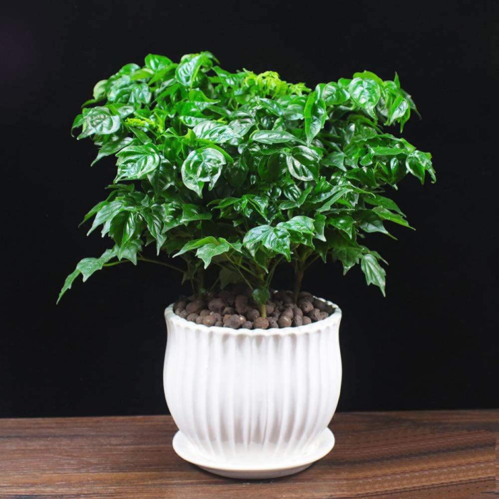 Ceramic Flower Plant Pots with Saucer, Set of 3, White Stripe Texture g7
