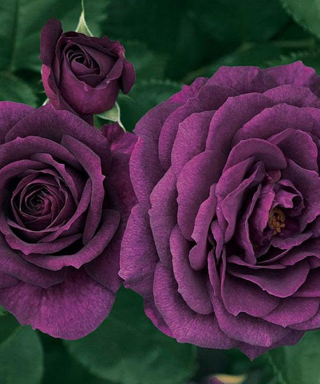 Dark Purple Rose Bush Seeds a7