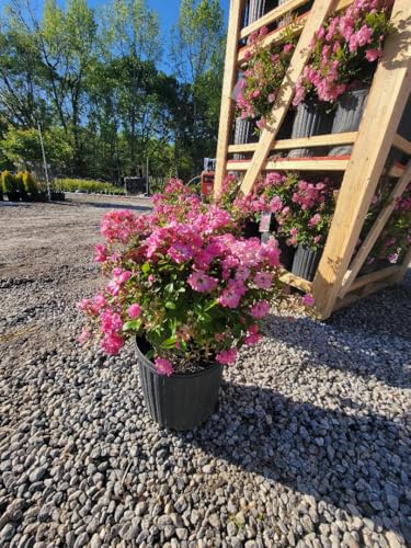 Climbing Rose Live Plant 3 Gallon Pot k7
