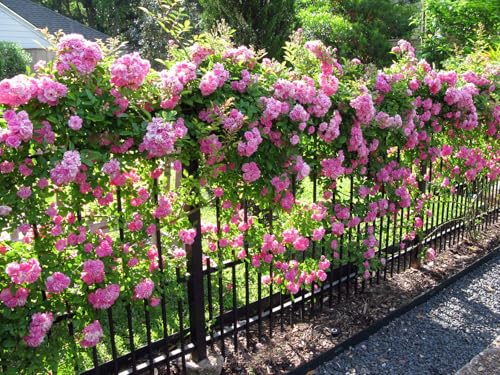 Peggy Martin Climbing Rose - Live Plant - 3 Gallon Pot