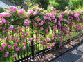 Peggy Martin Climbing Rose - Live Plant - 3 Gallon Pot