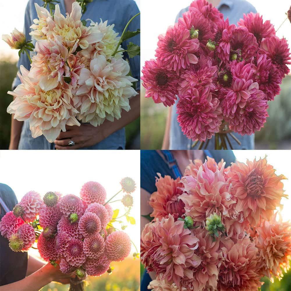 Dahlia Bulbs Mix for Outdoor Planting Summer Fall A7