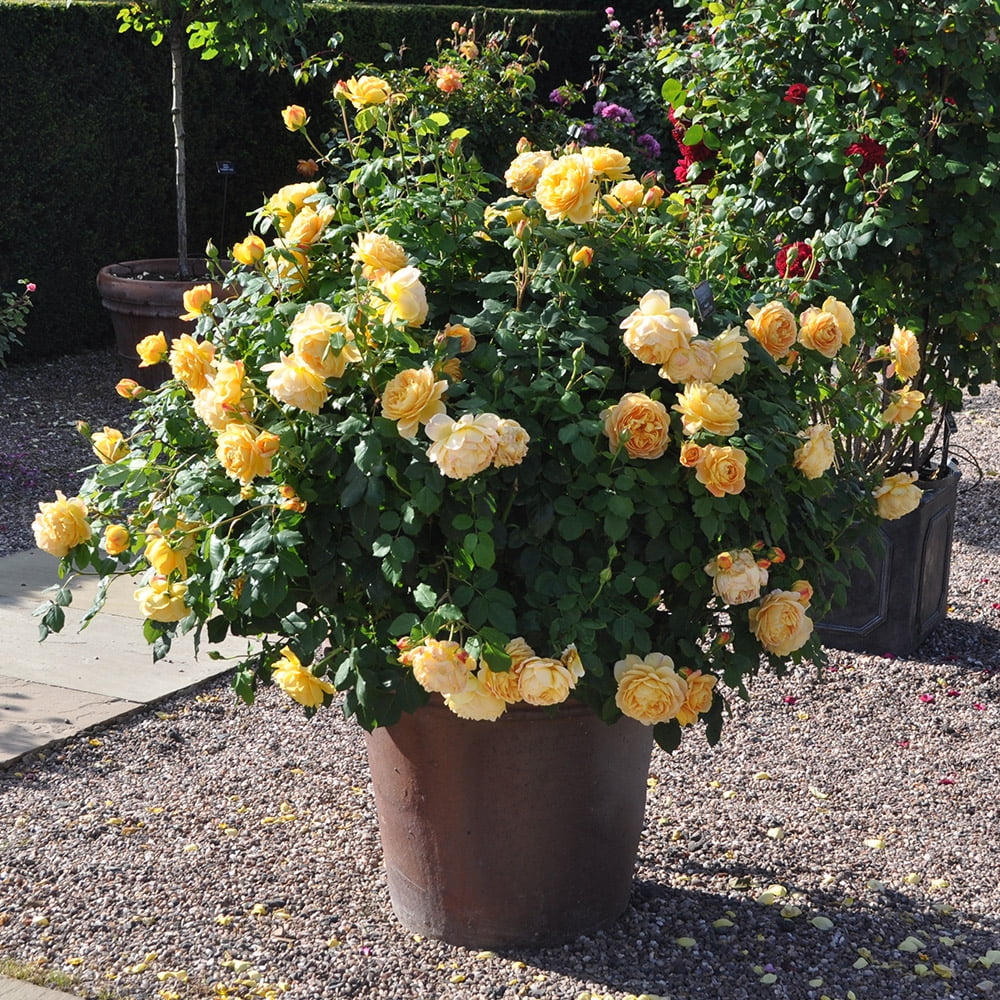 Golden Celebration Rose Bush Fragrant Yellow Potted Plant 7k
