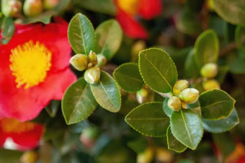 Camellia Sasanqua Evergreen Shrub 3 Gal k7