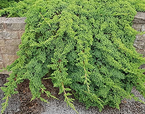 Dwarf Japanese Garden Juniper 3 Live Gallon Plants a7