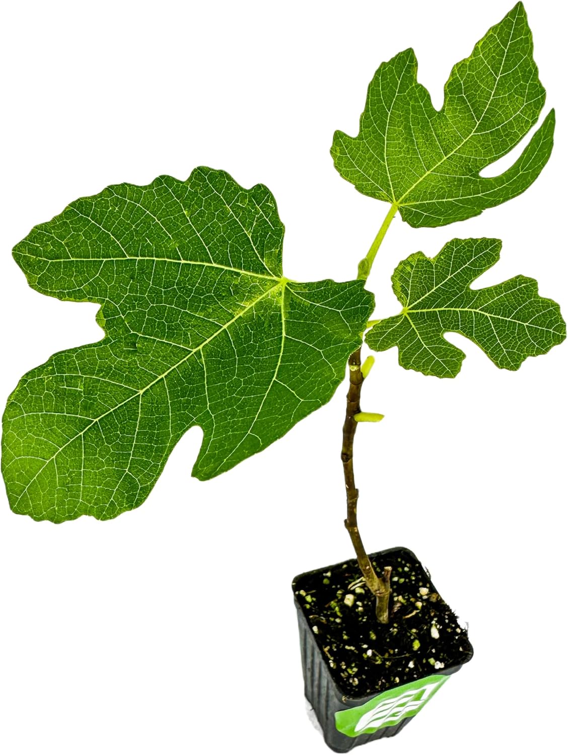 Brown Turkey Fig Tree Self-Pollinating Sweet Fruit a7