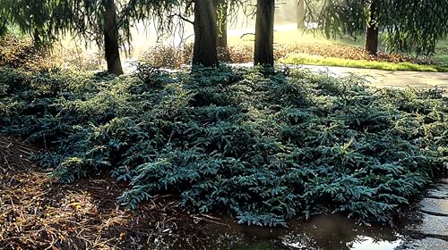 Blue Rug Juniper Ground Cover Evergreen Shrubs q7