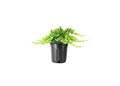 Dwarf Japanese Garden Juniper | 3 Live Gallon Size Plants | Juniperus Procumbens Nana | Drought Tolerant Evergreen Groundcover | Great for Bonsai