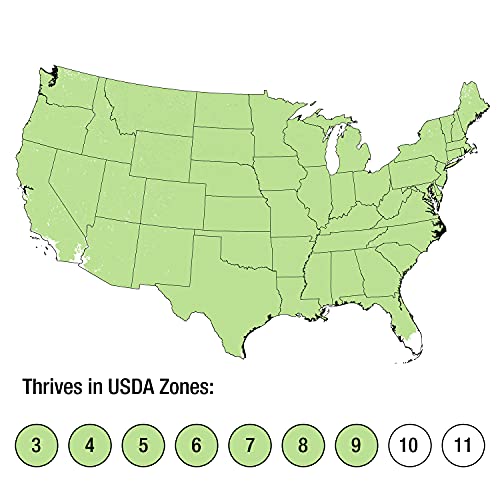 Blue Rug Juniper Evergreen Ground Cover Shrub 6-Pack k7