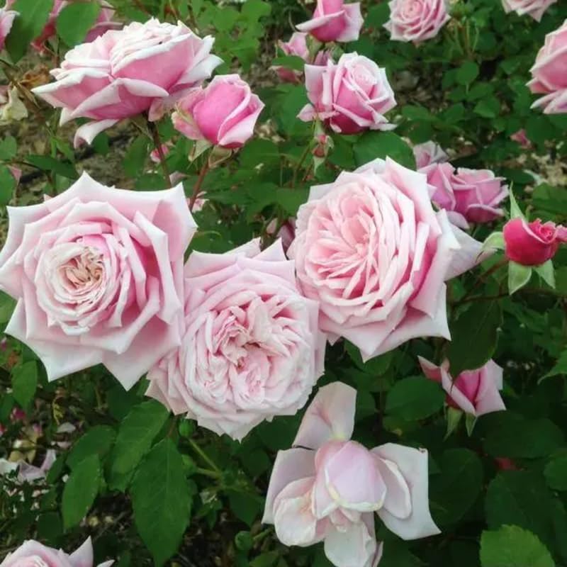 Pink Climbing Rose Live Starter Plants Outdoor Planting A7