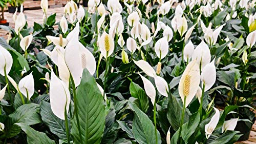 Peace Lily Live Plants in 6 Inch Pots Indoor Houseplant k7