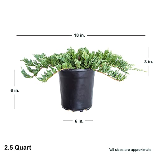 Blue Rug Juniper Evergreen Ground Cover Shrub 6-Pack k7