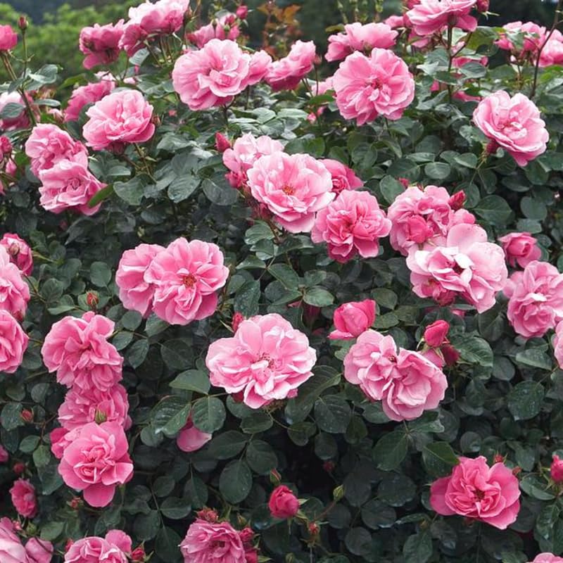 Pink Climbing Rose Live Starter Plants Outdoor Planting A7