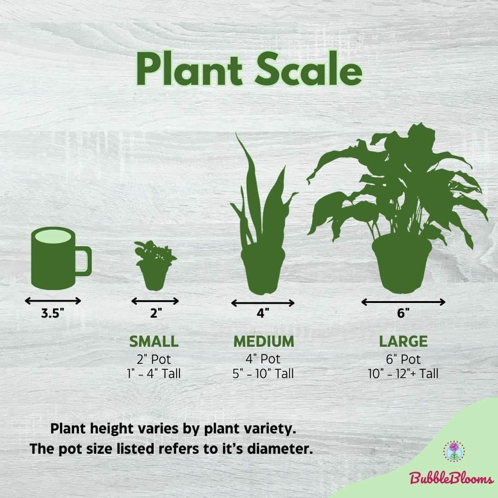 Peace Lily in 4 Inch Pot Spathiphyllum Wallisii White Sails a7