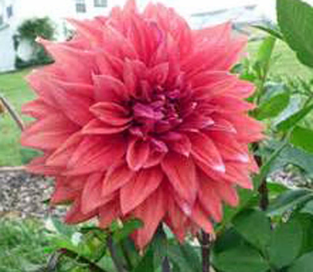 Dinnerplate Dahlia Bulbs, Pack of 10, Easy to Grow k7