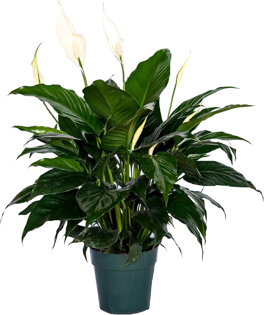 Peace Lily Plant-FriendshipFoliage's Family Farm Grown Quality Live Indoor Spathiphyllum (6" Pot, 14-18in Tall from Bottom of The Pot)…