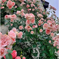 2 Pink Rose Climbing Live Starter Plants, Fragrant Pink Climbing Rose for Planting Outdoor, No Pot, 1 Year Old Rose Plant, Well-Rooted Rose Plants Live Ready to Plant
