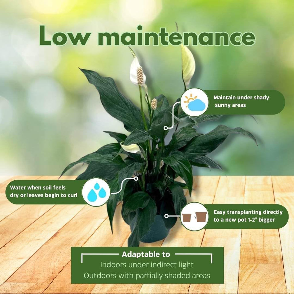 Peace Lily in 4 Inch Pot Spathiphyllum Wallisii White Sails a7