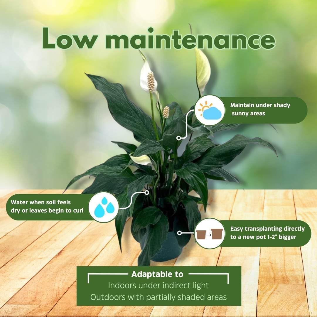 Peace Lily in 4 Inch Pot Spathiphyllum Wallisii White Sails a7