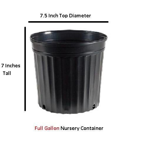 Yellow Climbing Rose Live Plant Gallon Pot k7