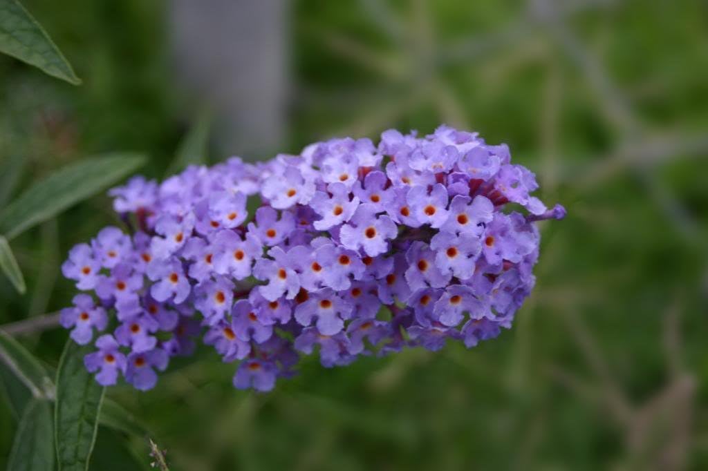Violet Purple Butterfly Bush Flower Shrub Seeds k7